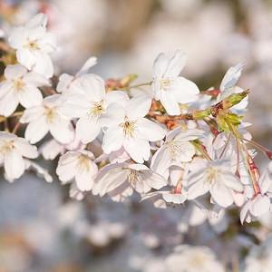 Prunus × yedoensis 'Shidare-Yoshino', Japanese Flowering Cherry 'Shidare-Yoshino', Yoshino Cherry, Potomac Cherry, Tokyo Cherry, Weeping Yoshino Cherry, Flowering Shrub, White flowers